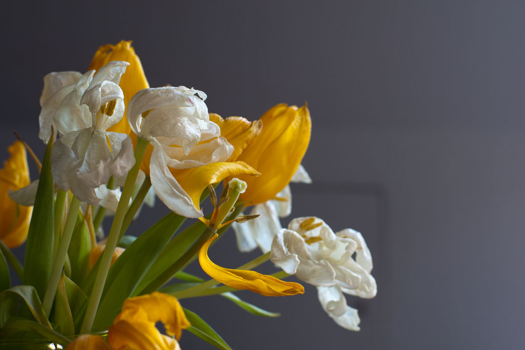 Verblüte Tulpen