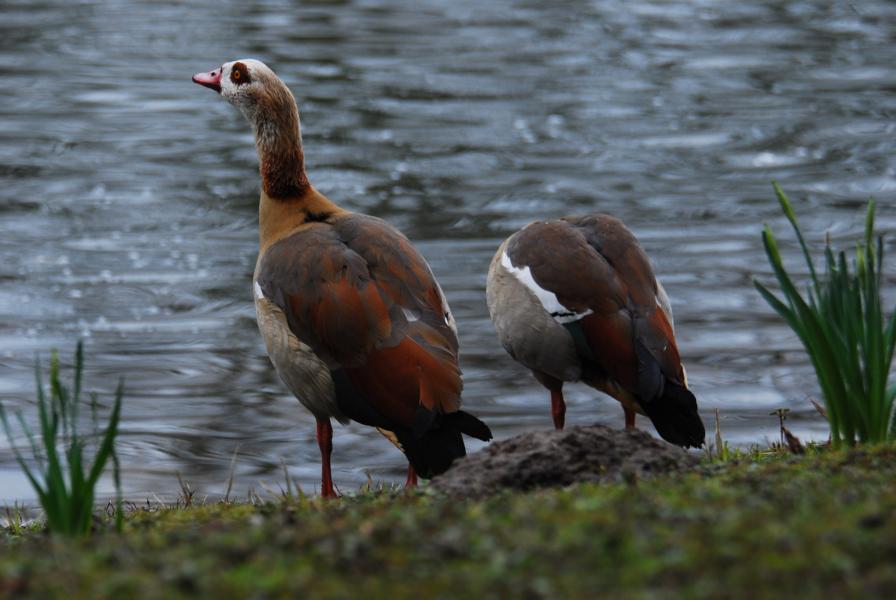 Vereinzelt kopflos