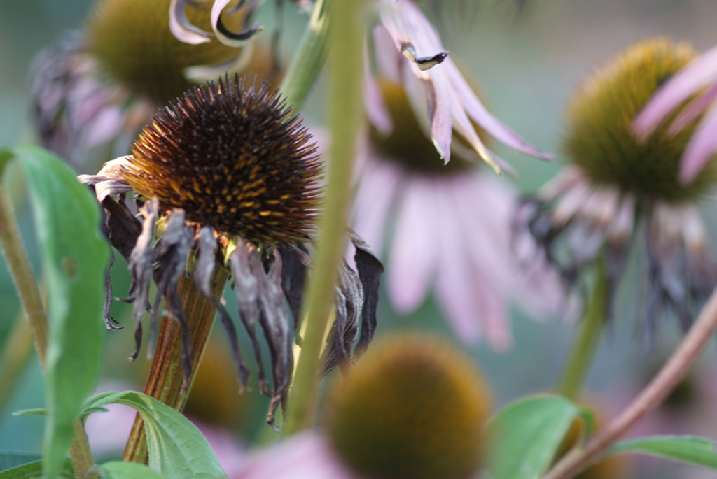 Vergänglichkeit3