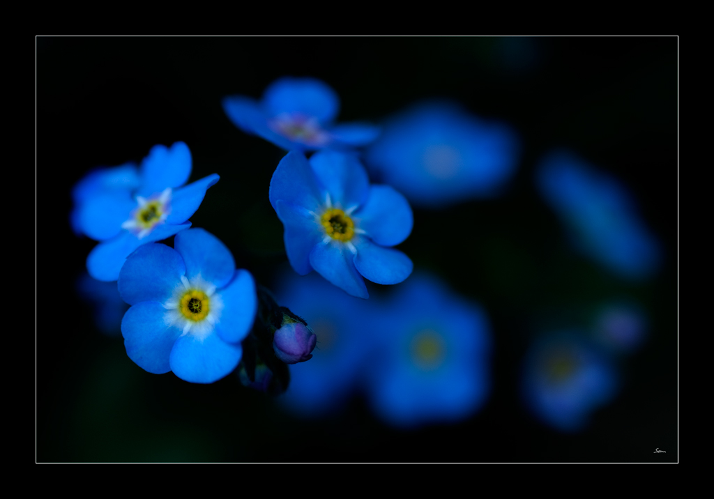 VergissmeinnichtDSC 4998