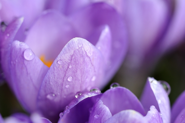 verhaltener Frühling