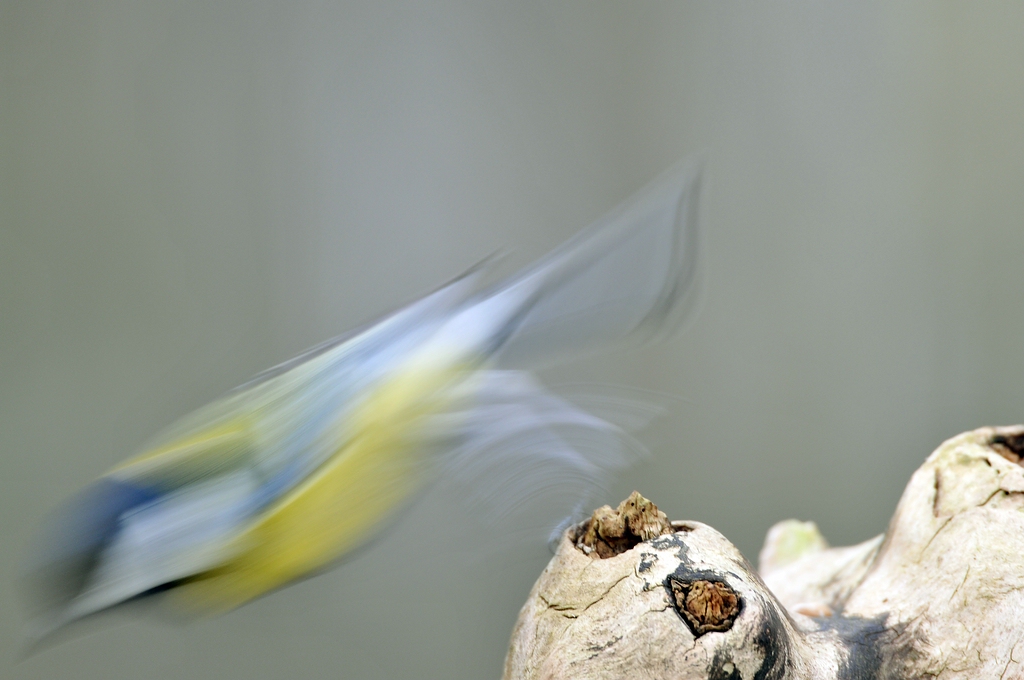verkleinertAbflug Kohlmeise