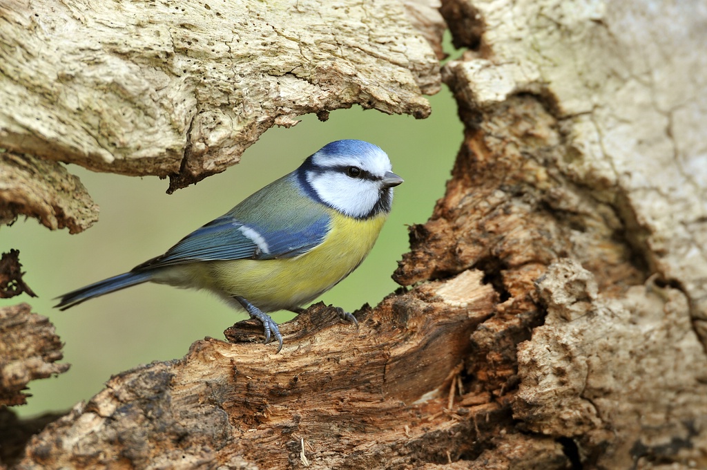 verkleinertBlaumeise in Baumloch