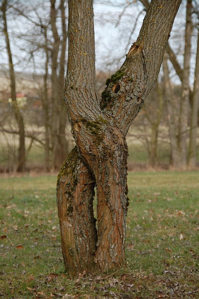 Verschlungen