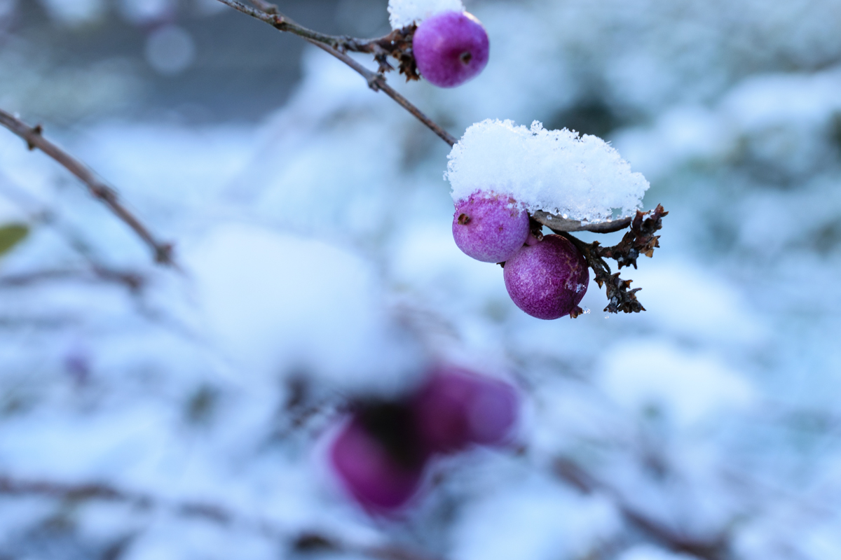 Verschneite Beere