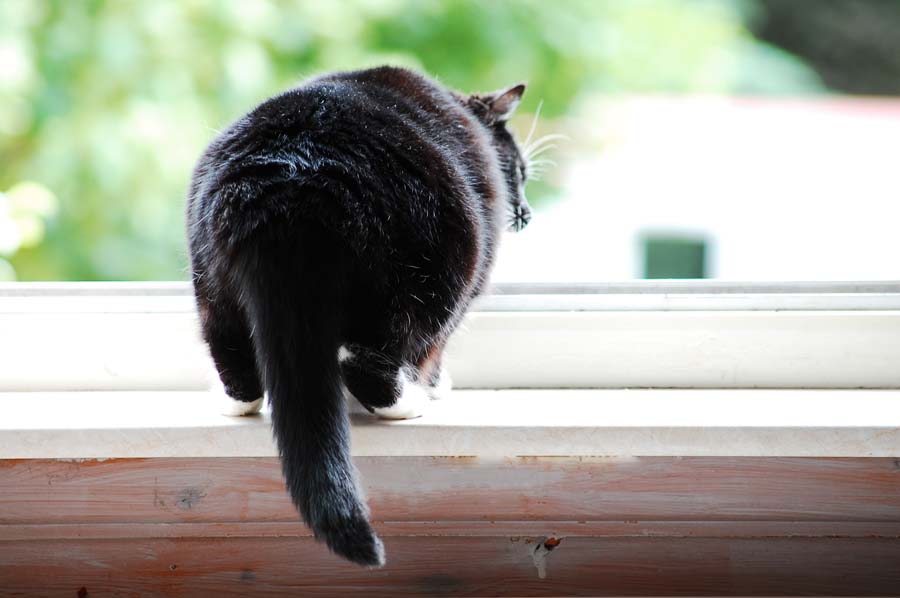 Versuch meine Katze abzulichten.