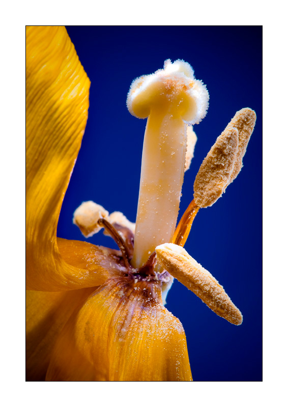 Verwelkte Tulpe 1