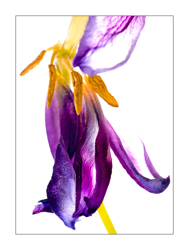 Verwelkte Tulpe 3
