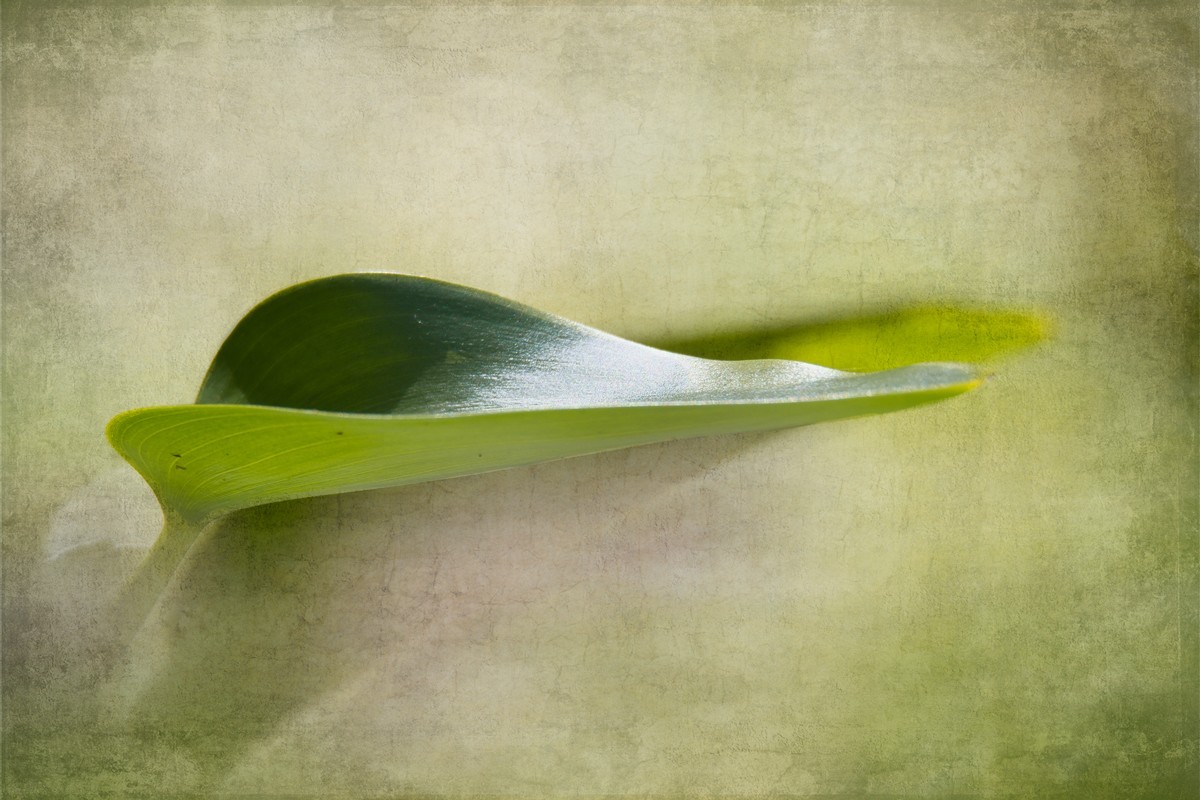 VG5_0205_on1_1000_texture_on1_1000.jpg