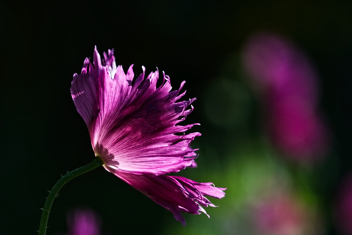 VG5_1136_on1_1000.jpg