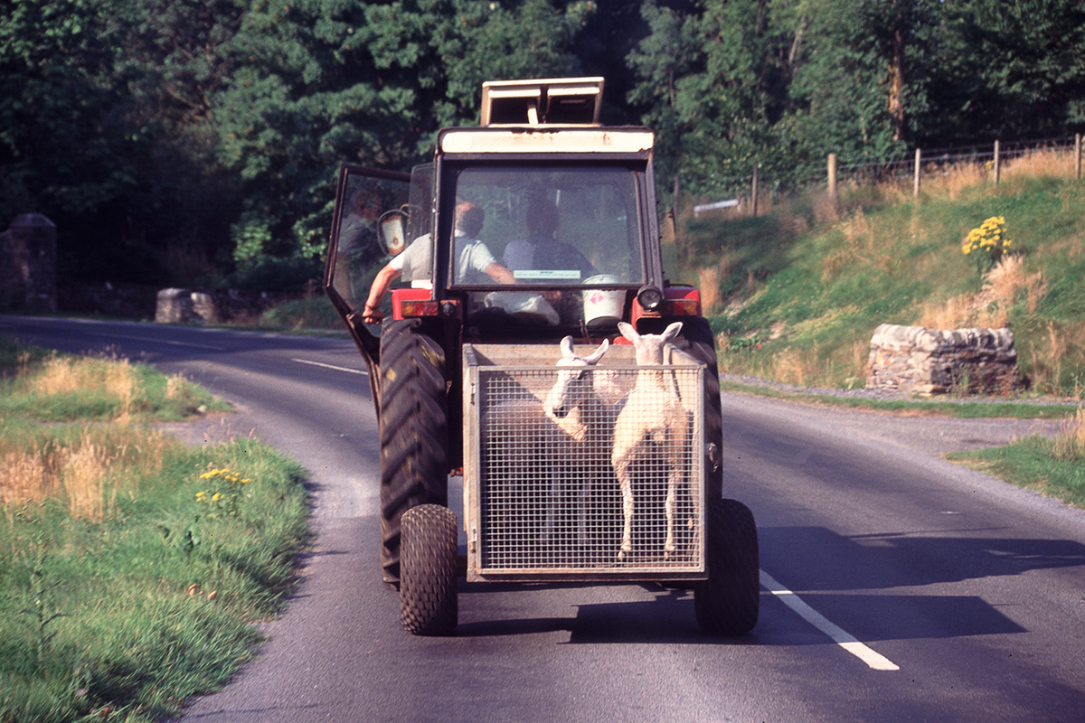 Viehtransport