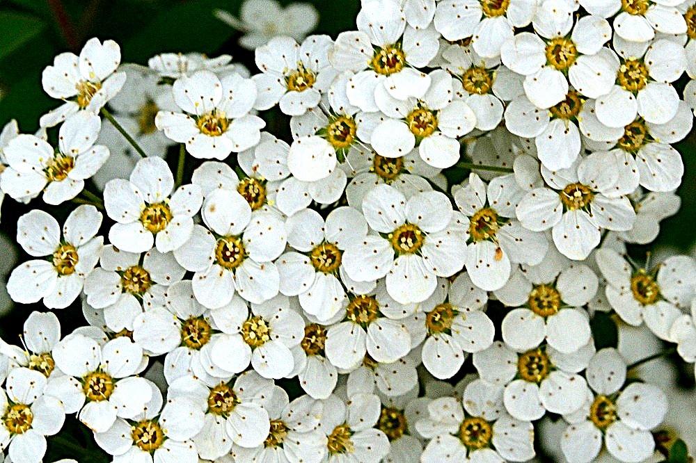 viele viele Blüten