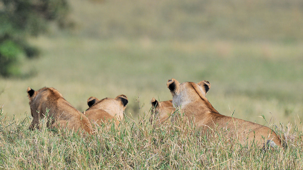Vier Löwinnen auf Beobachtungsposten
in der Nordserengeti
 3761