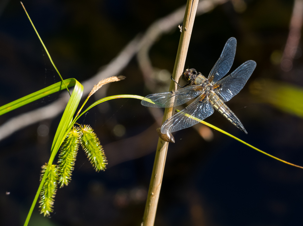 Vierfleck (Libellula quadrimaculata)12