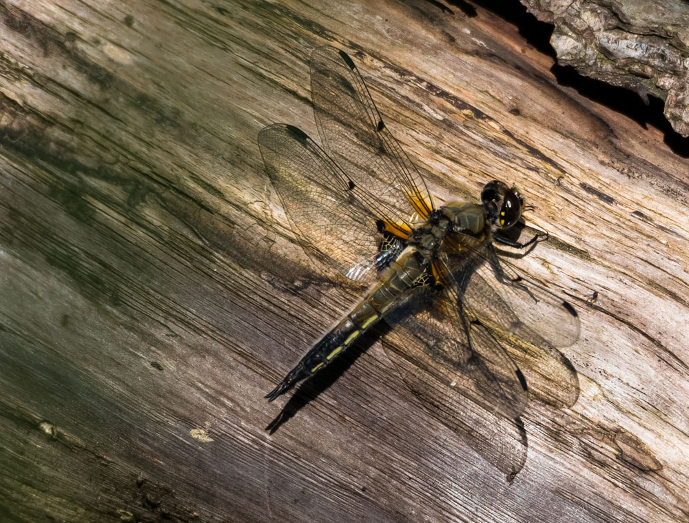 Vierfleck (Libellula quadrimaculata)2