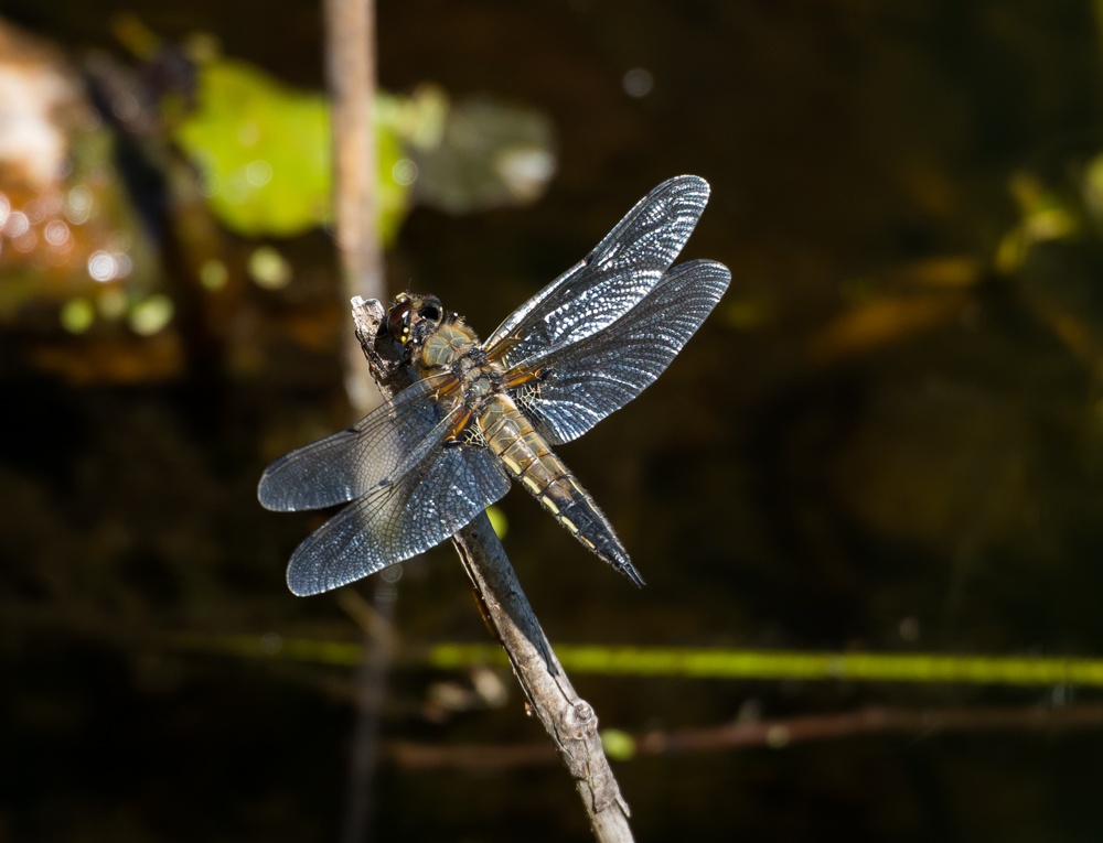 Vierfleck (Libellula quadrimaculata)3