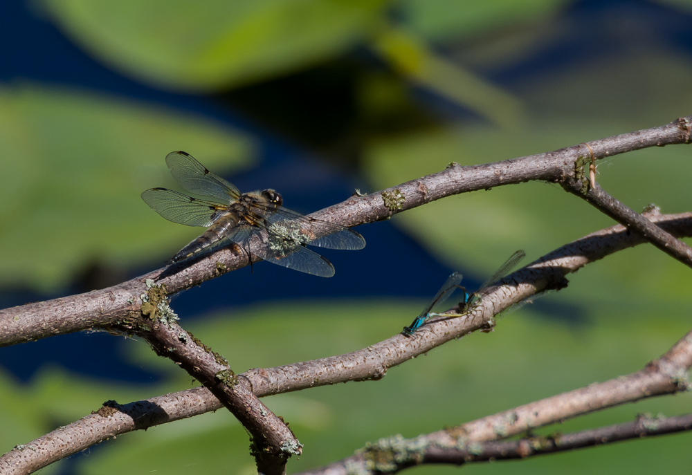 Vierfleck (Libellula quadrimaculata) und Azurjungfer (Unbestimmt) bei der Paarung 9,2