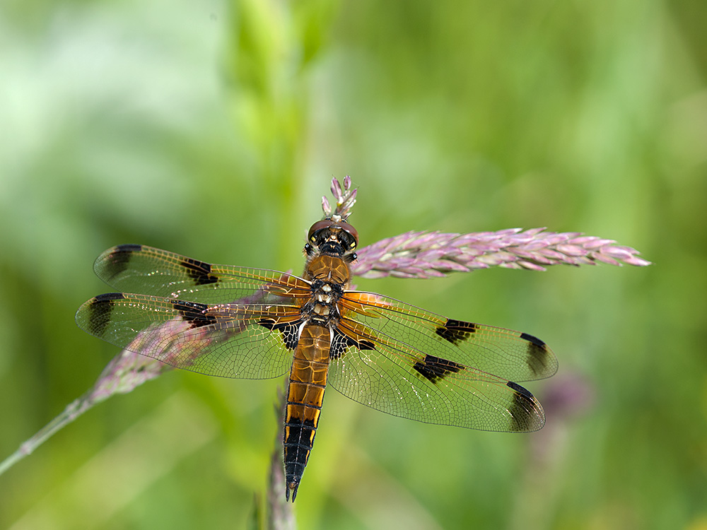 Vierflecklibelle 03 2013 06 28