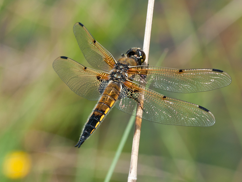 Vierflecklibelle 2012 05 19 001
