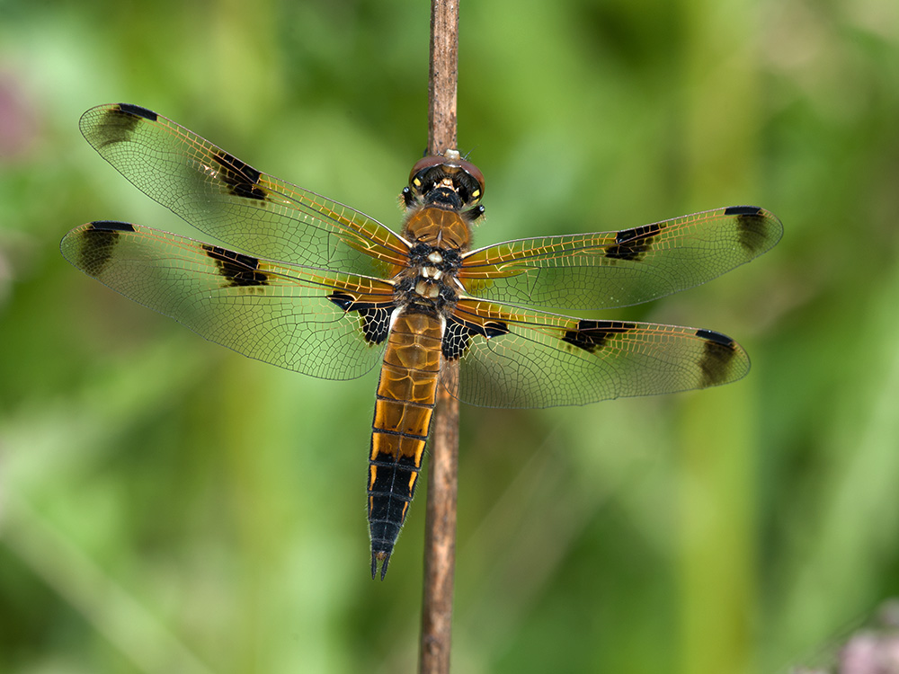 Vierflecklibelle 2013 06 28