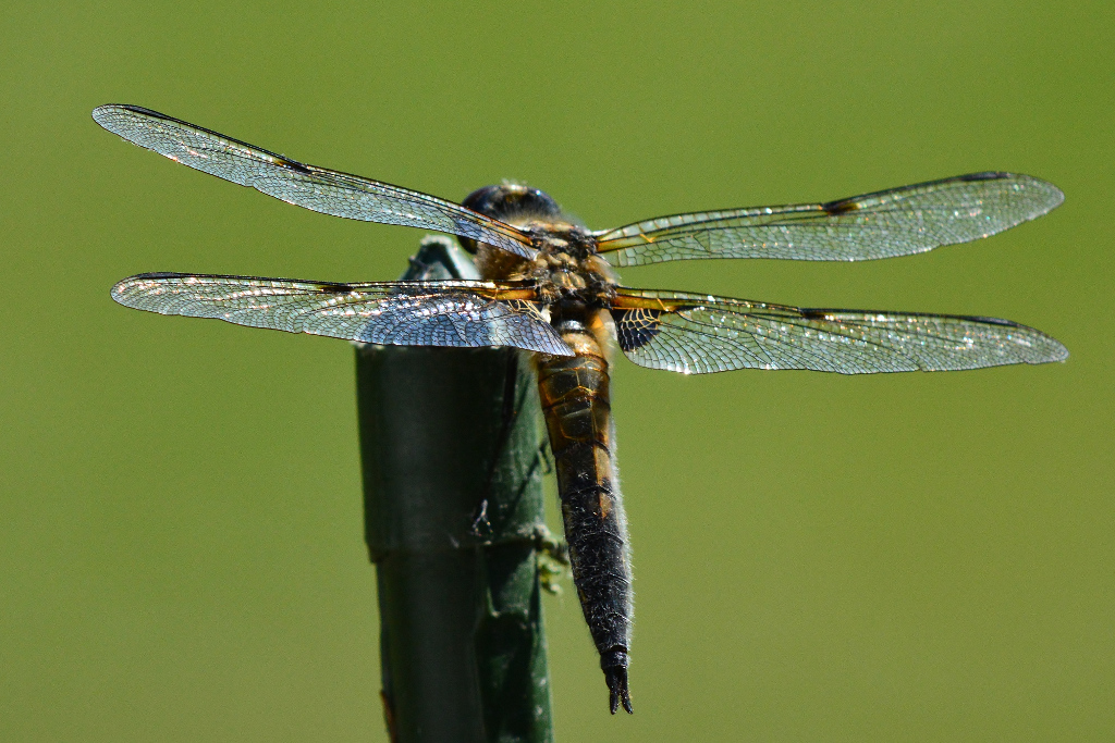 Vierflecklibelle