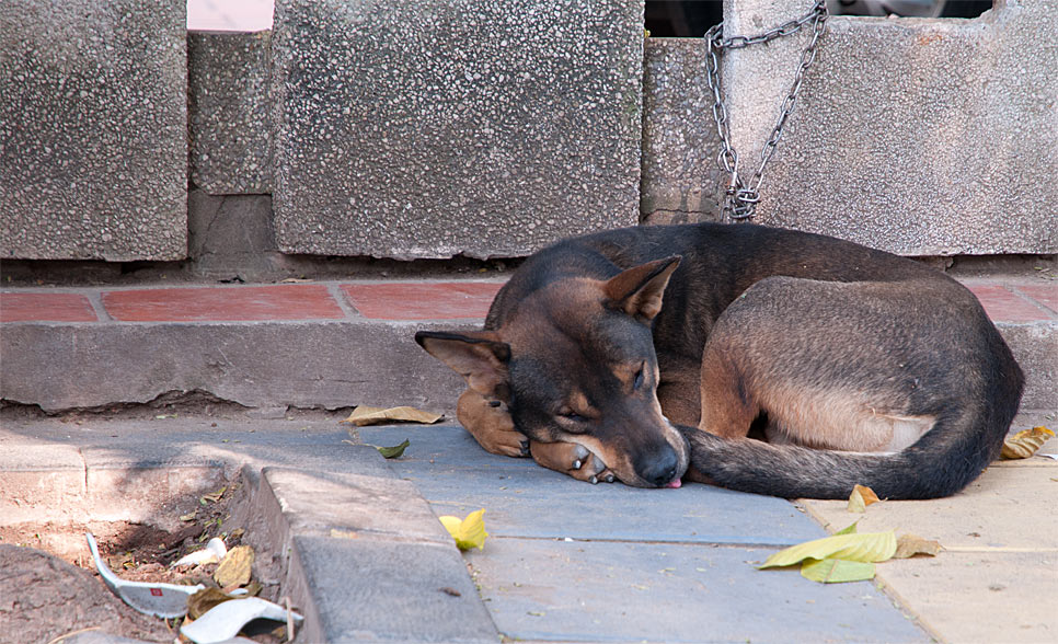 Vietnam
Hund
Hundeleben
Freiheit
Mischling
Straßenköter