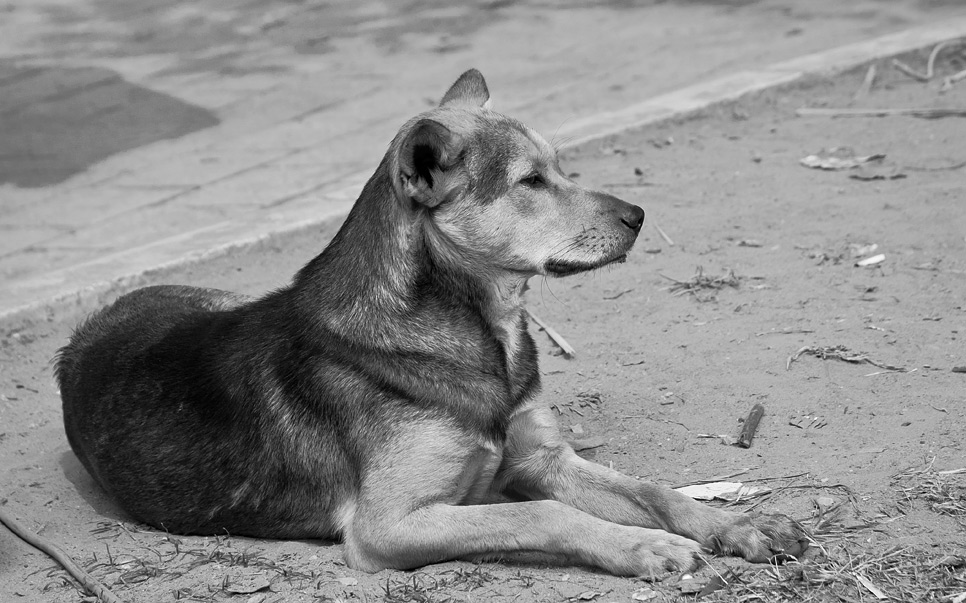 Vietnam
Hund
Hundeleben
Freiheit
Mischling
Straßenköter