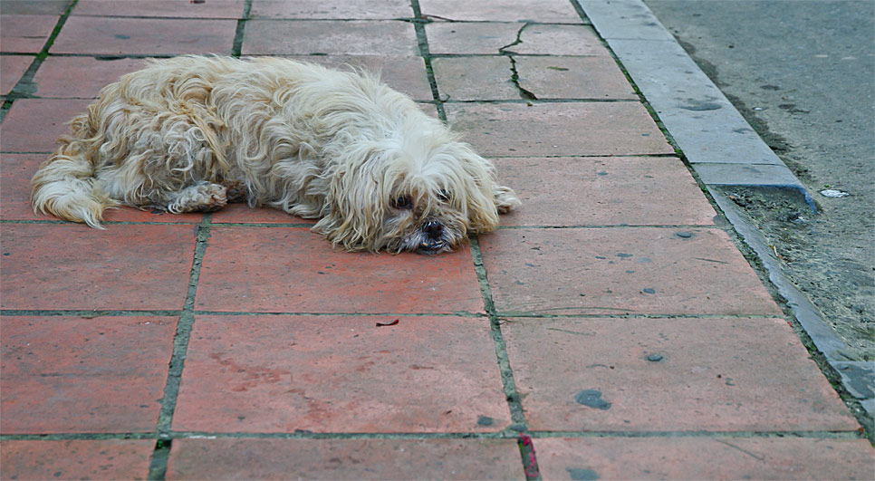 Vietnam
Hund
Hundeleben
Freiheit
Mischling
Straßenköter
