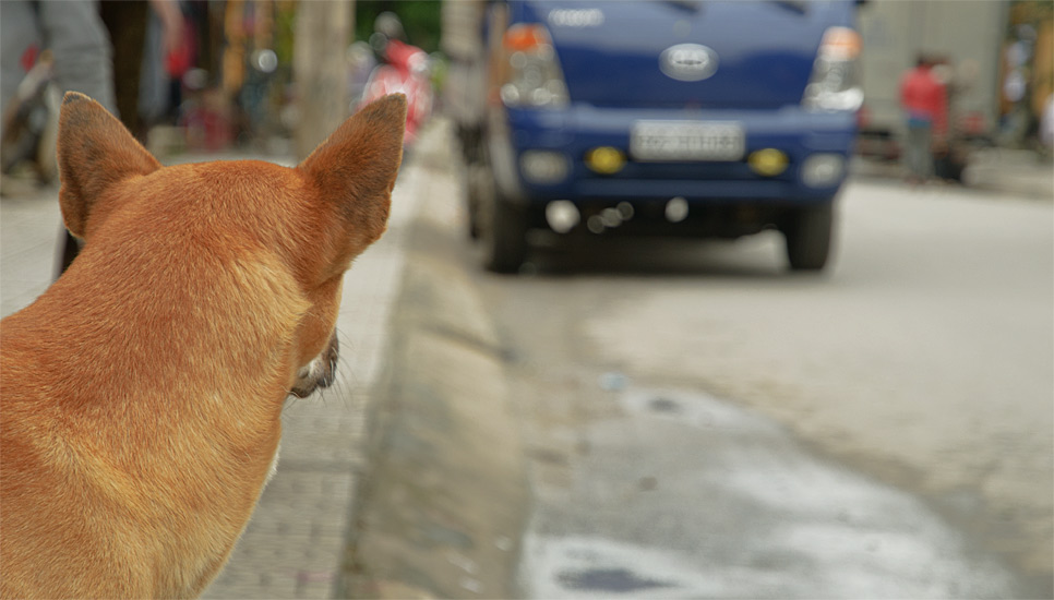 Vietnam
Hund
Hundeleben
Freiheit
Mischling
Straßenköter