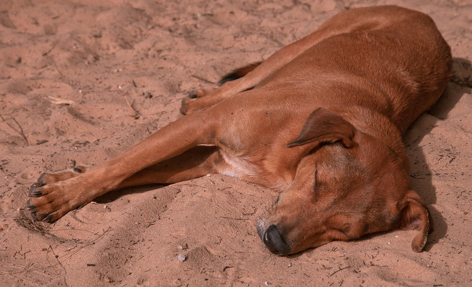 Vietnam
Hund
Hundeleben
Freiheit
Mischling
Straßenköter