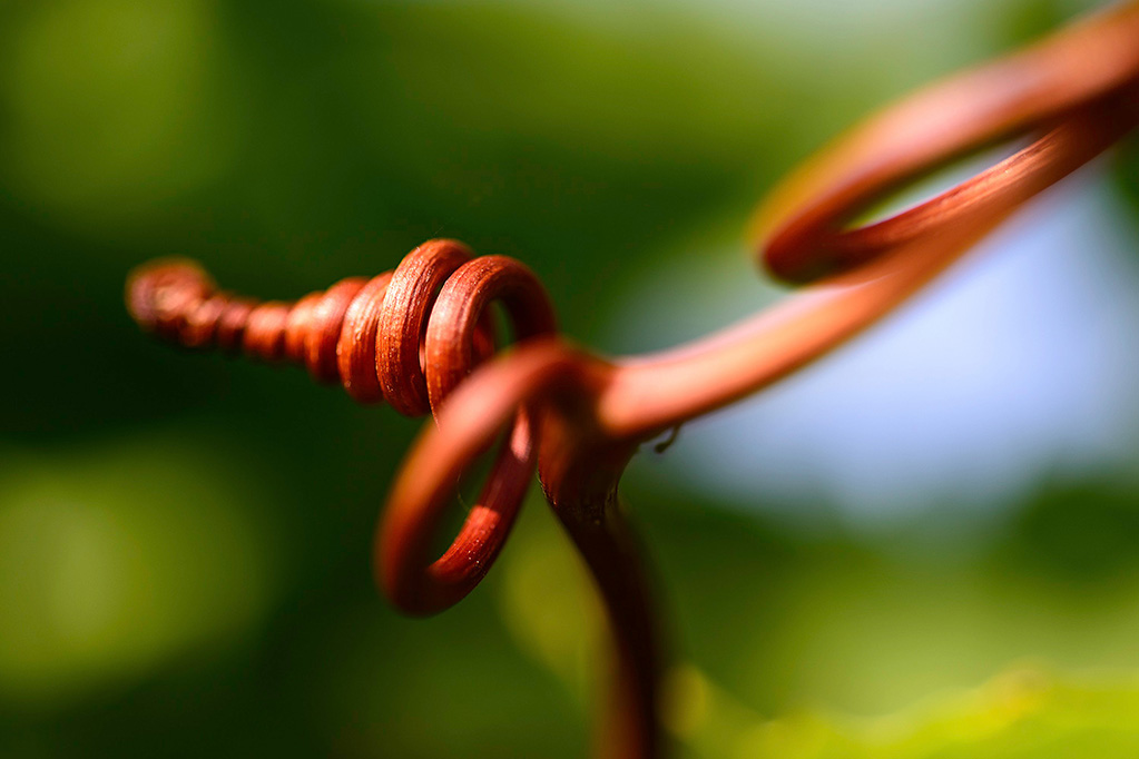 Vine