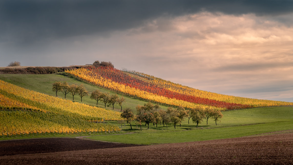 Vineyard in Fall