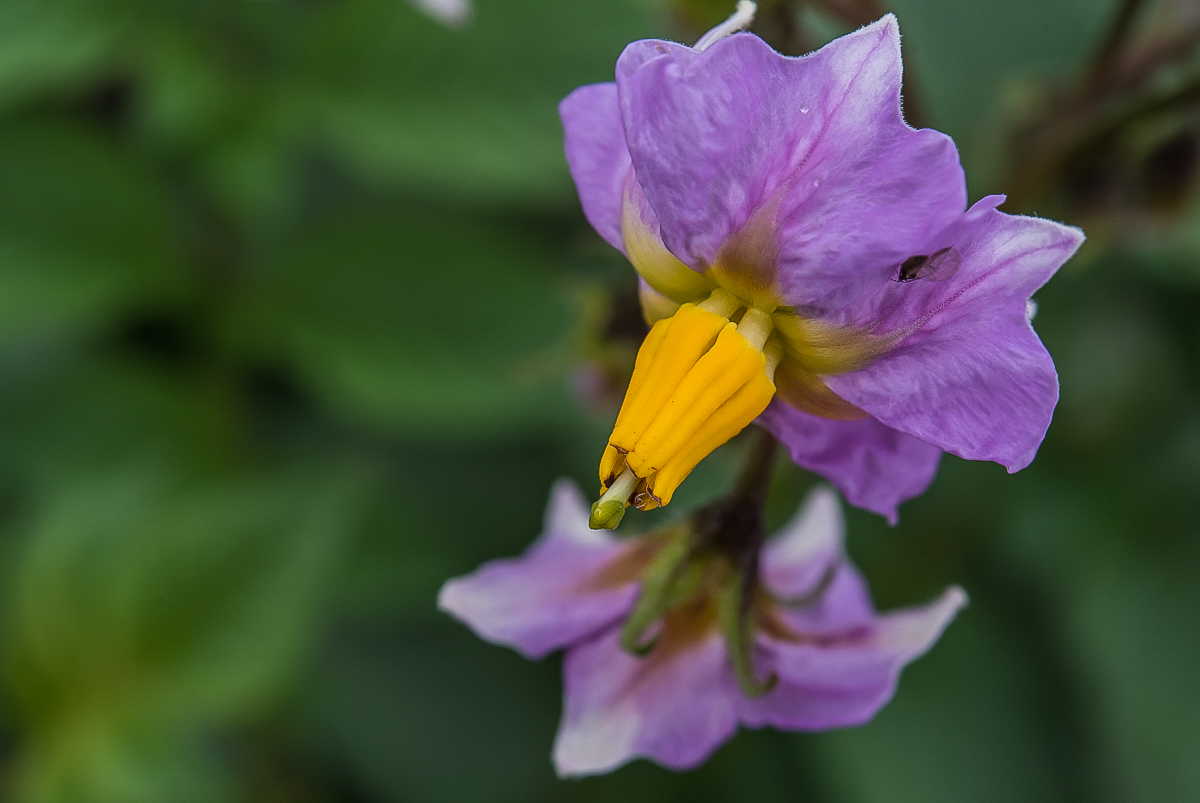 Viol. Kartoffelblüte-1.jpg