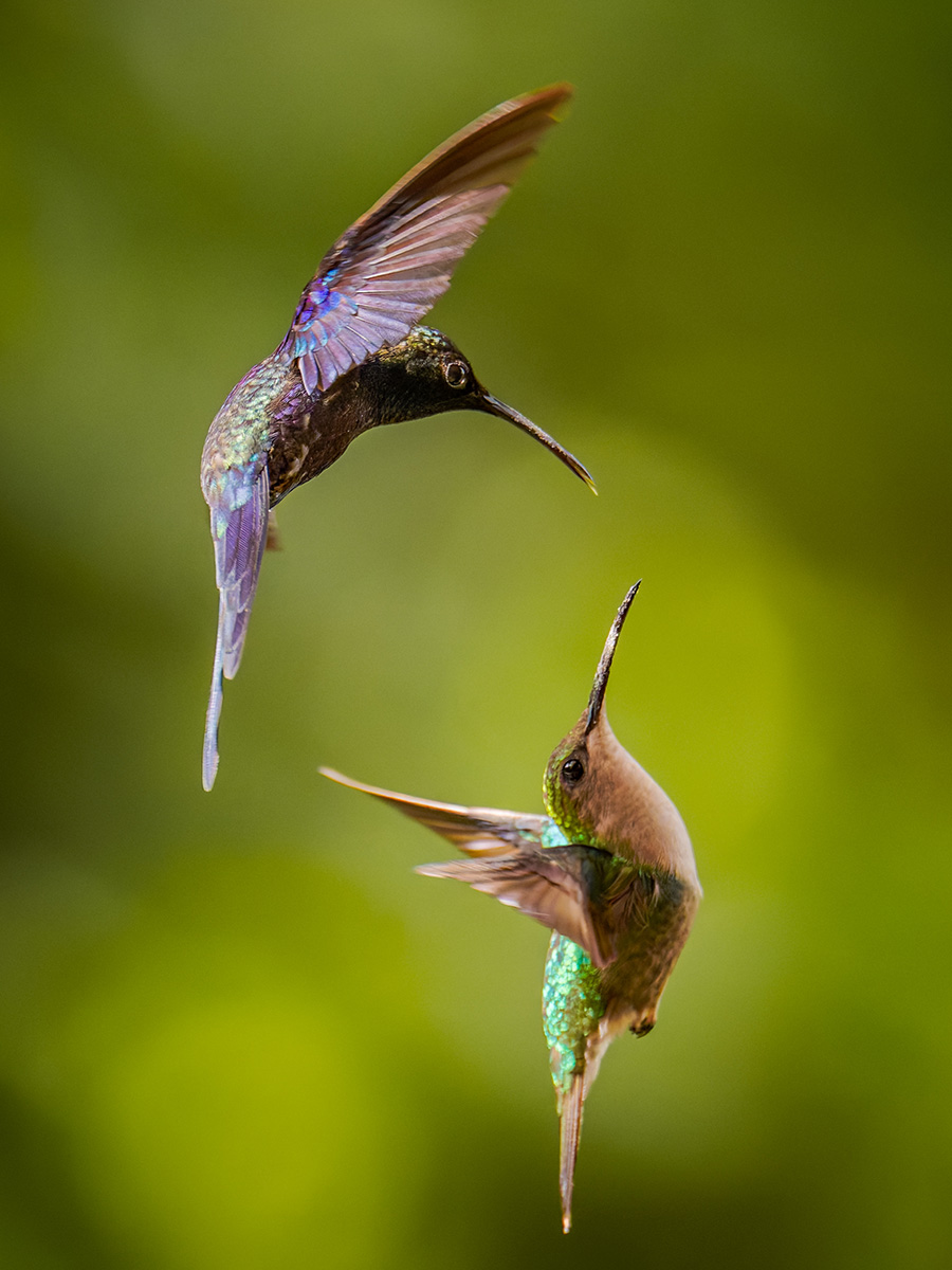 Violettkronennymphe und Weißnackenkolibri.jpg