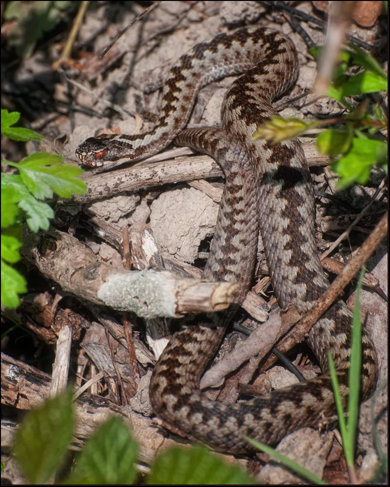 Vipera berus
