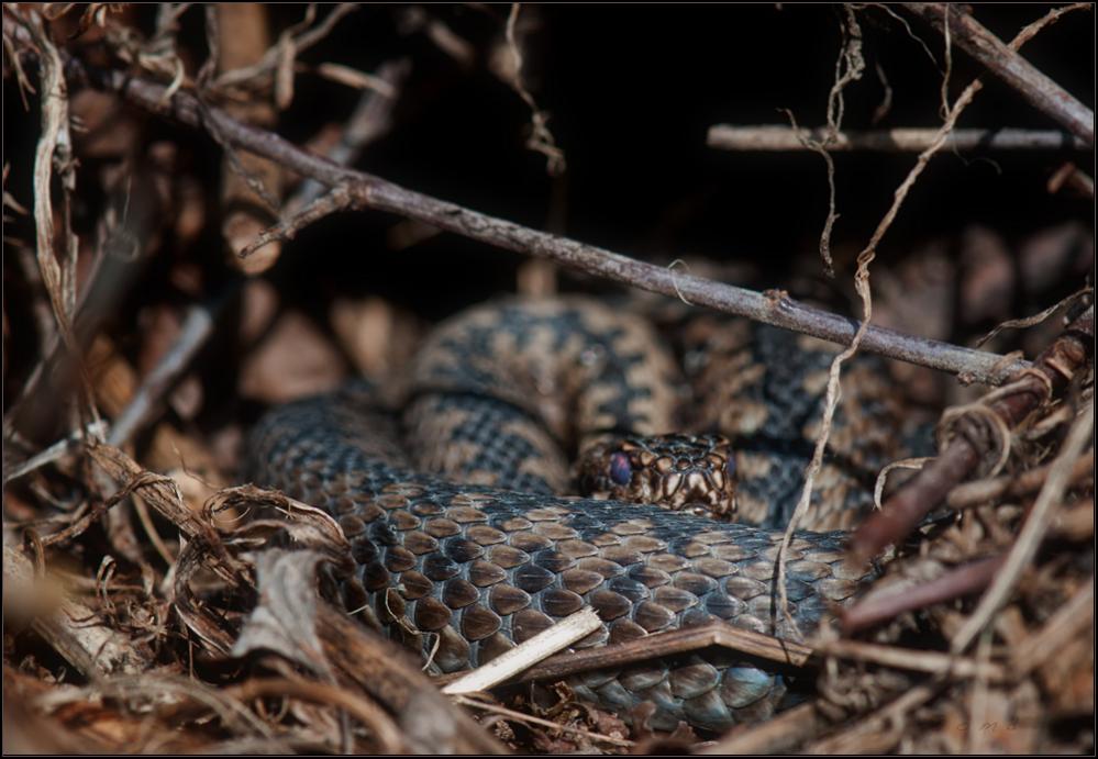 Vipera berus