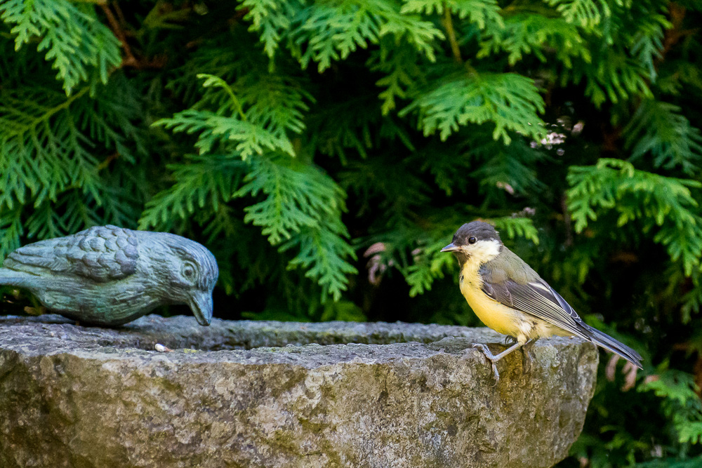 voegel 20160709 16 27 23 DSC 7032