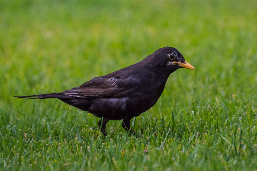 voegel 20160710 18 55 16 DSC 7083