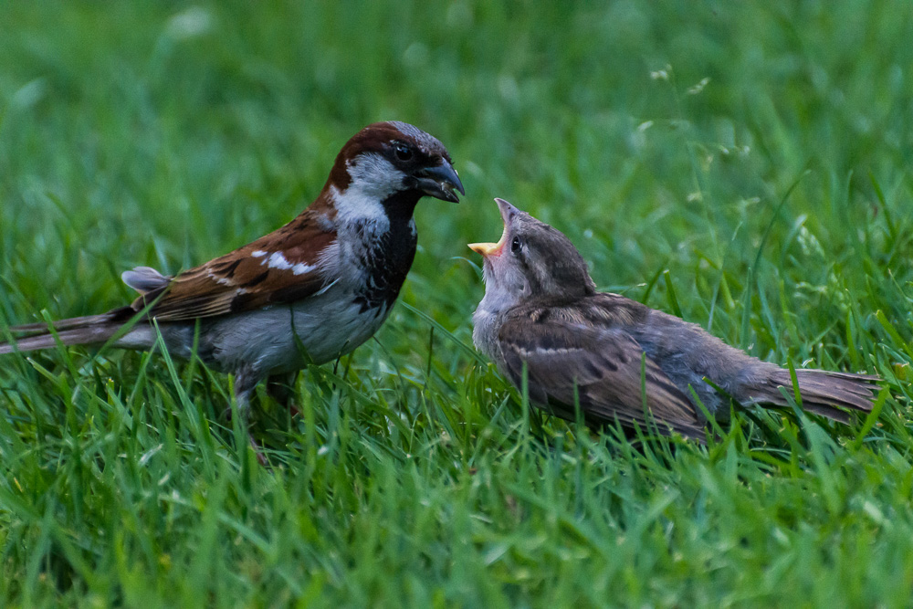 voegel 20160710 18 57 44 DSC 7105