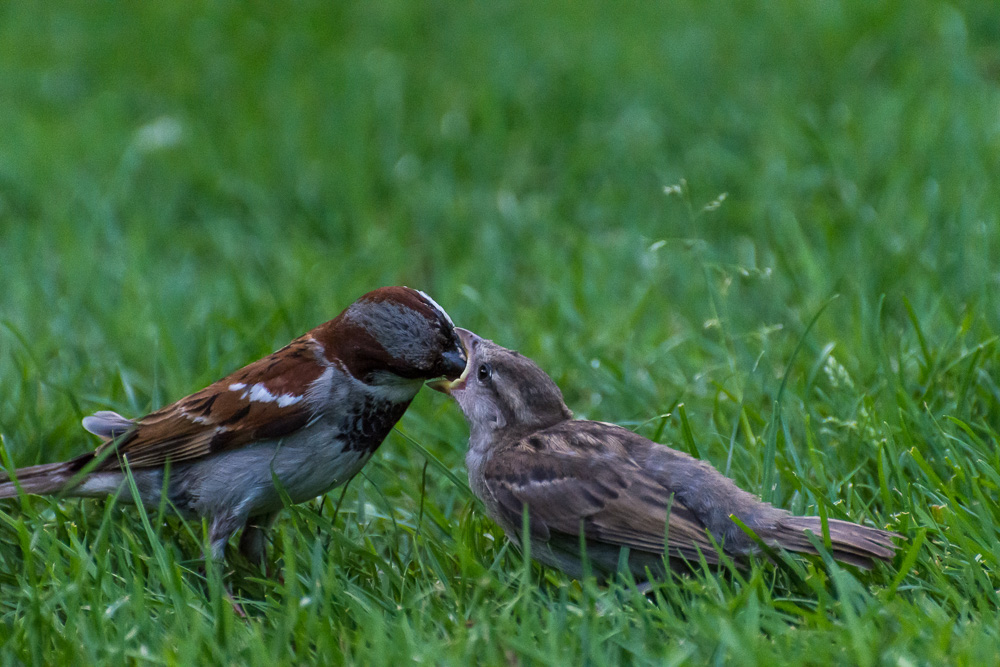 voegel 20160710 18 57 46 DSC 7111
