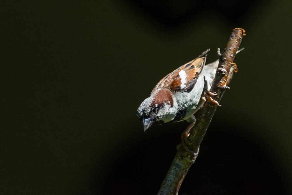 voegel 20160717 14 37 56 DSC 9288