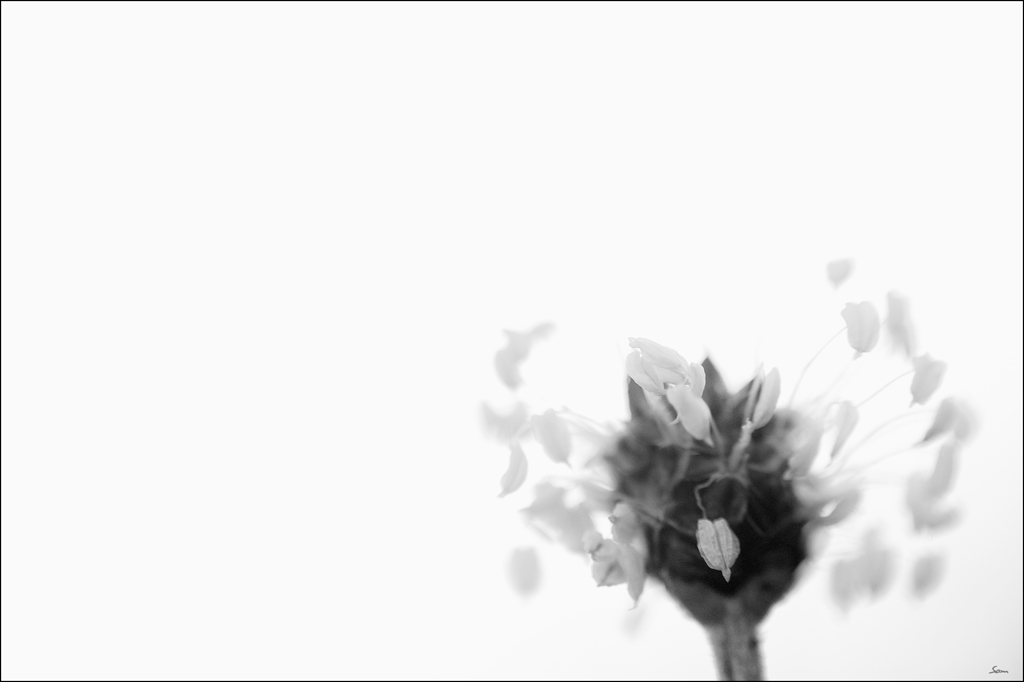 VogDSC 0023
