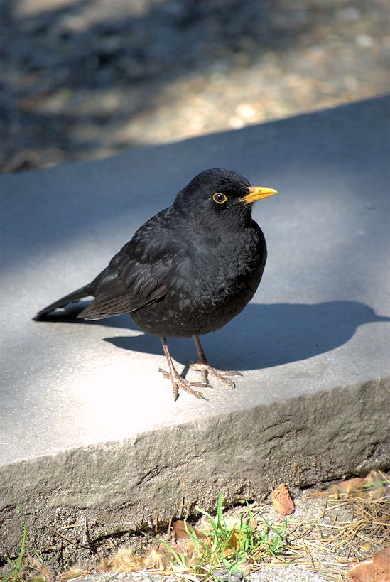 Vogel 02