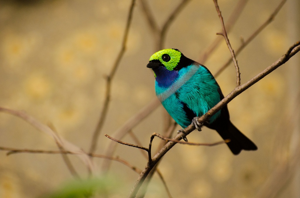 Vogel 1