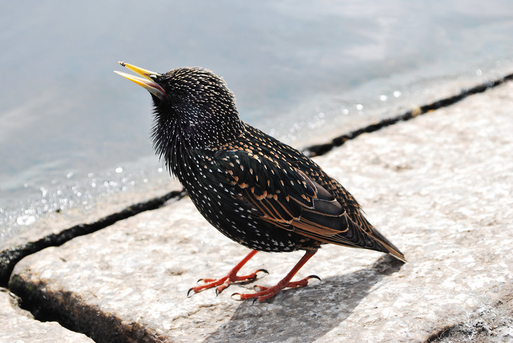 Vogel 1