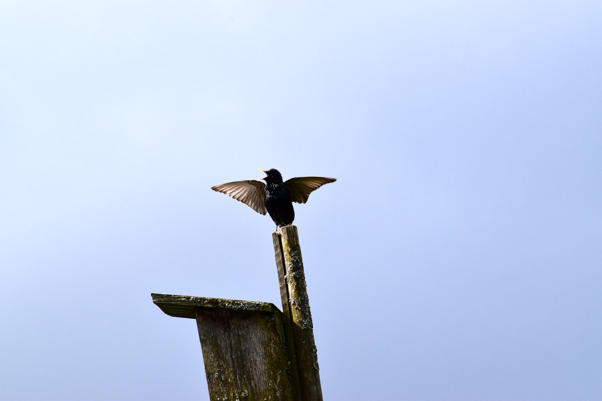 Vogel 1