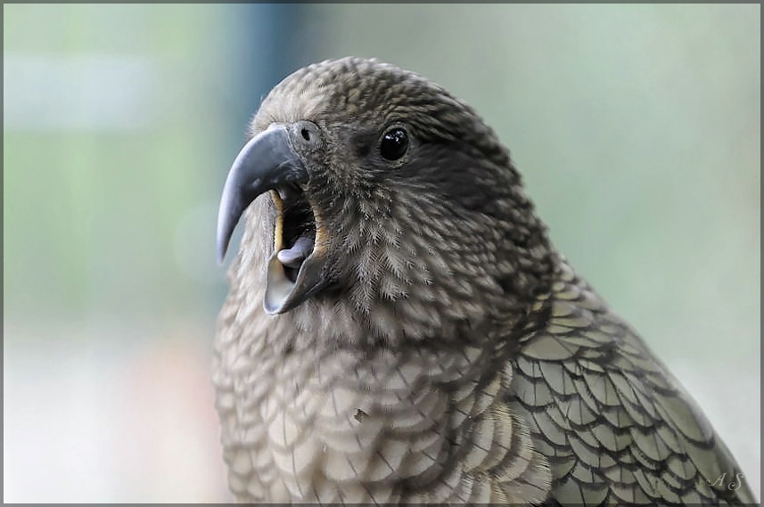 Vogel 2