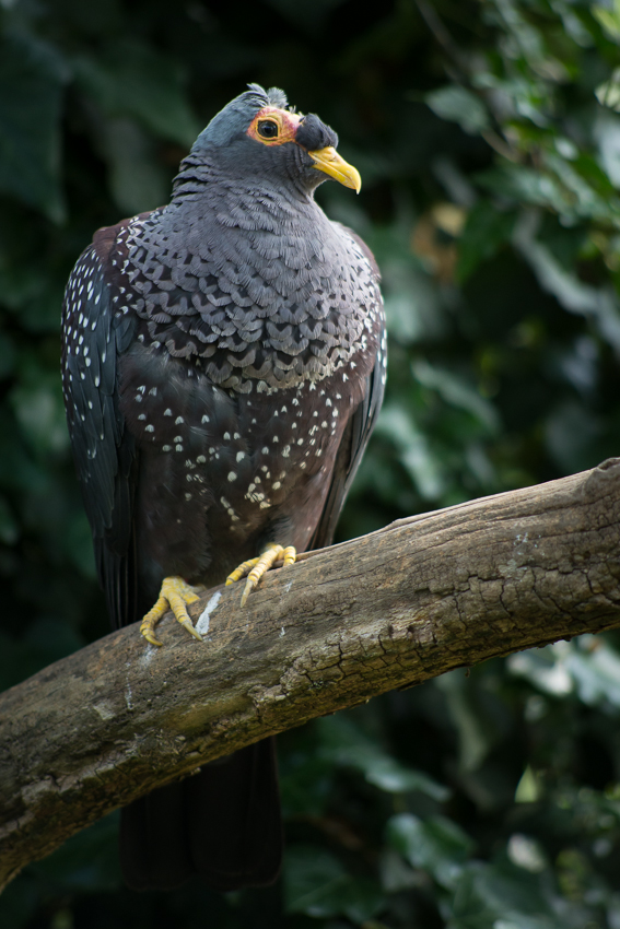 Vogel 2