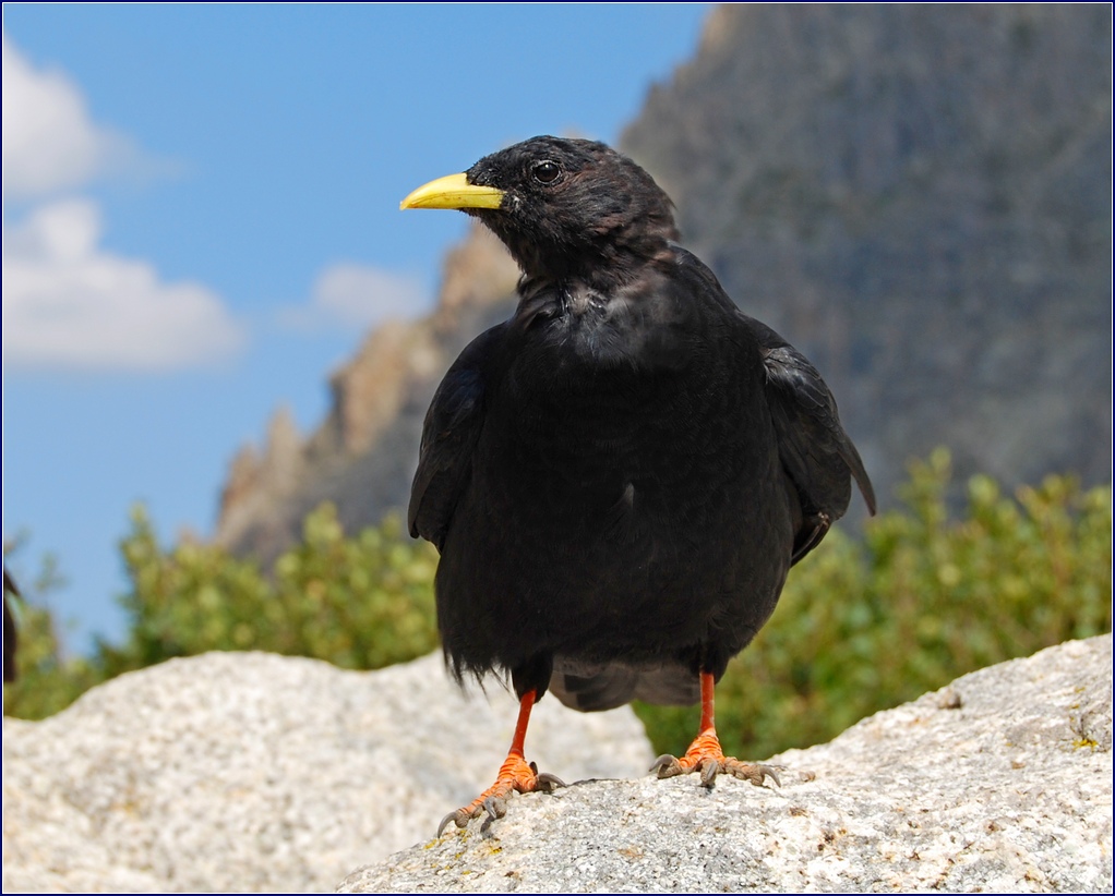 Vogel 20120422 NF