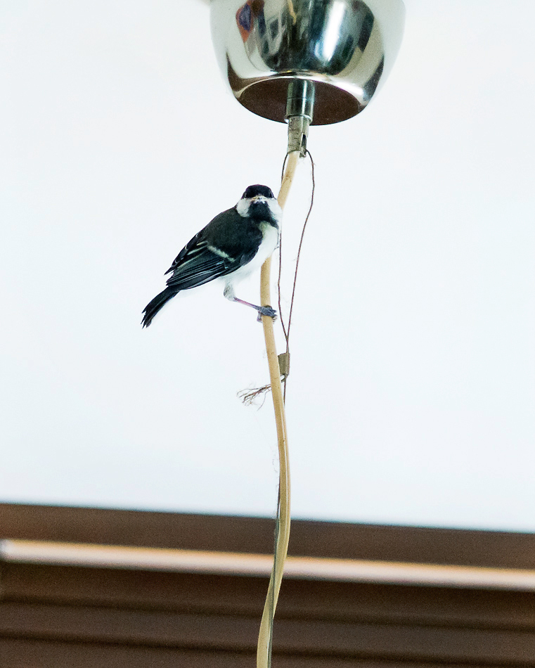 Vogel-26-06-2017-1100399.jpg